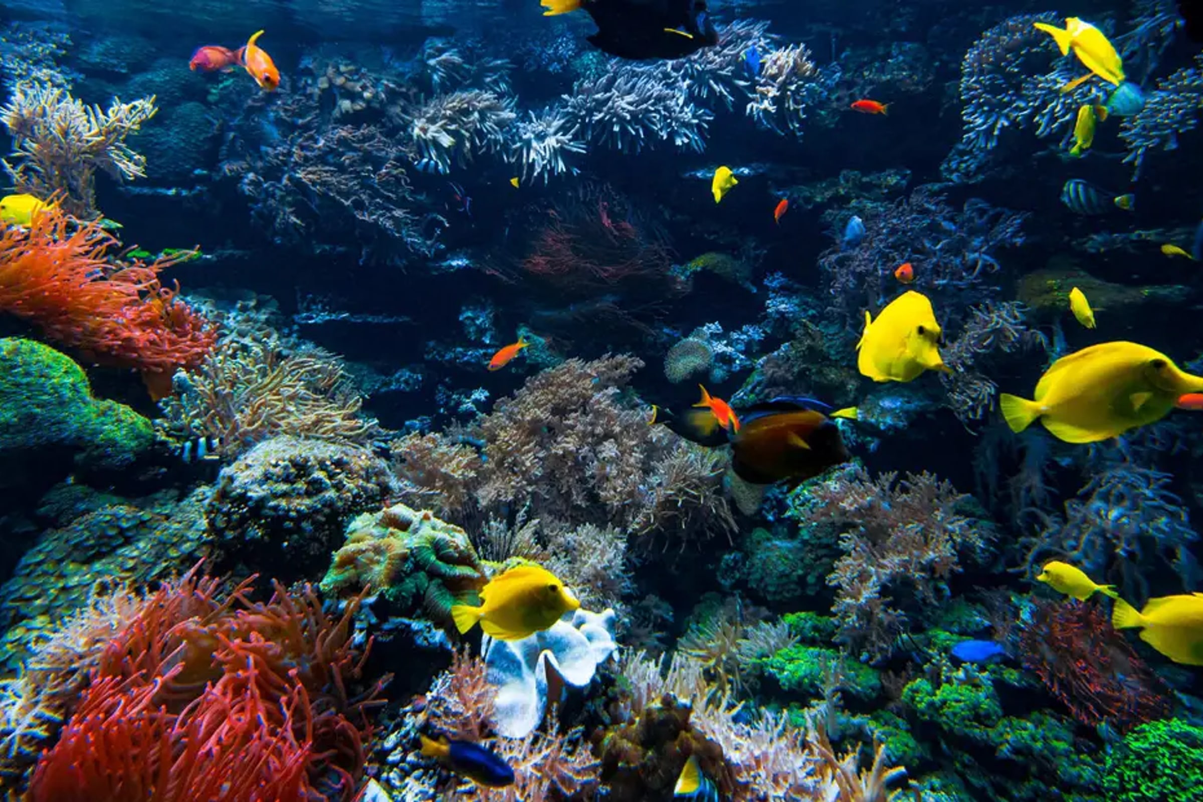 Aquarium Barcelona Ticket